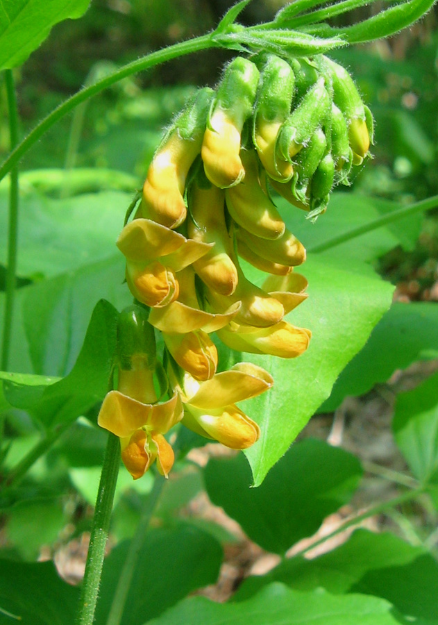 Изображение особи Lathyrus aureus.