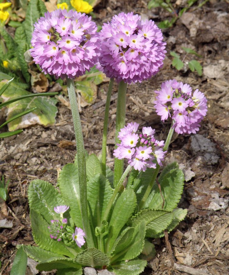 Image of Primula denticulata specimen.