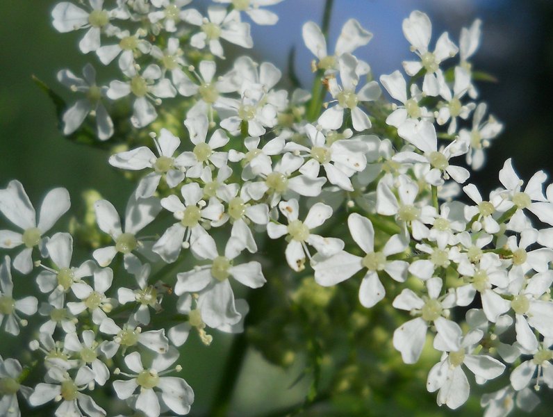 Изображение особи Anthriscus sylvestris.