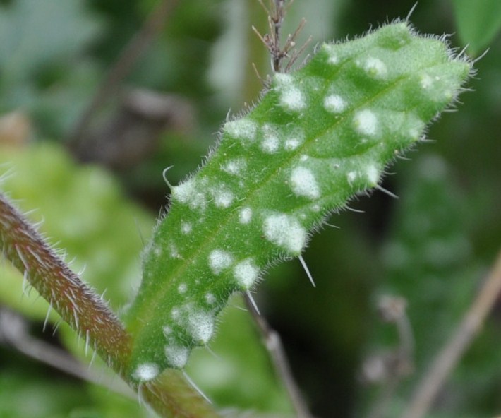 Image of Anchusa cretica specimen.