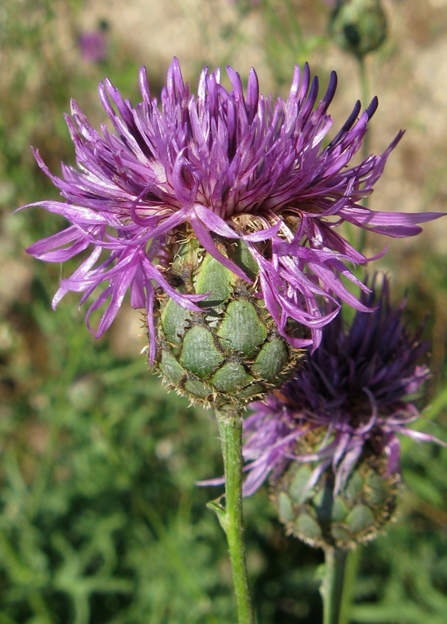 Image of Centaurea apiculata specimen.