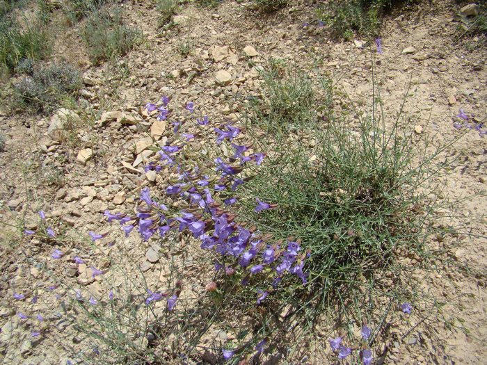 Image of Salvia margaritae specimen.