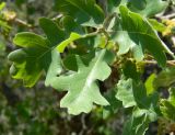 Quercus robur. Молодые листья. Подмосковье, окр. г. Одинцово, дубовая роща. Июнь 2012 г.