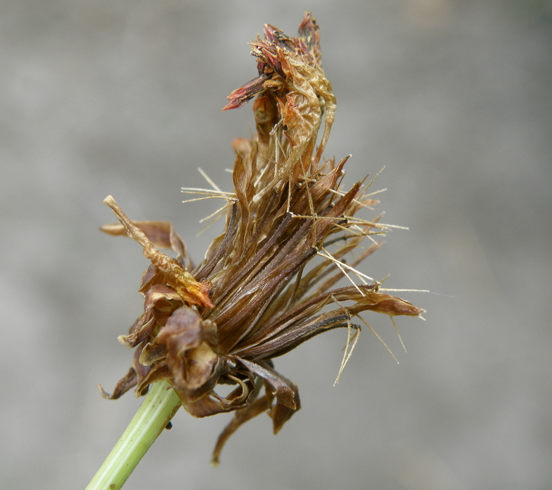 Image of Cosmos sulphureus specimen.