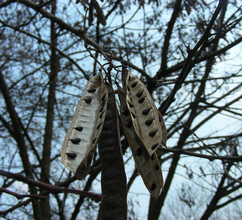 Image of Robinia pseudoacacia specimen.