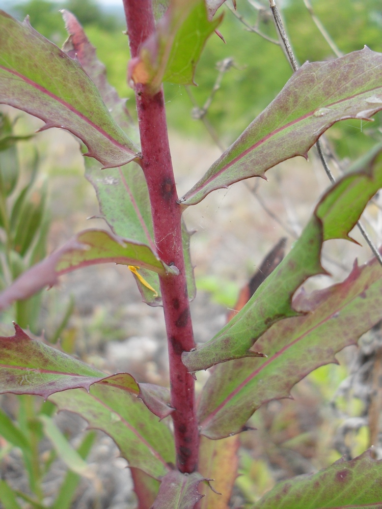 Image of genus Hieracium specimen.