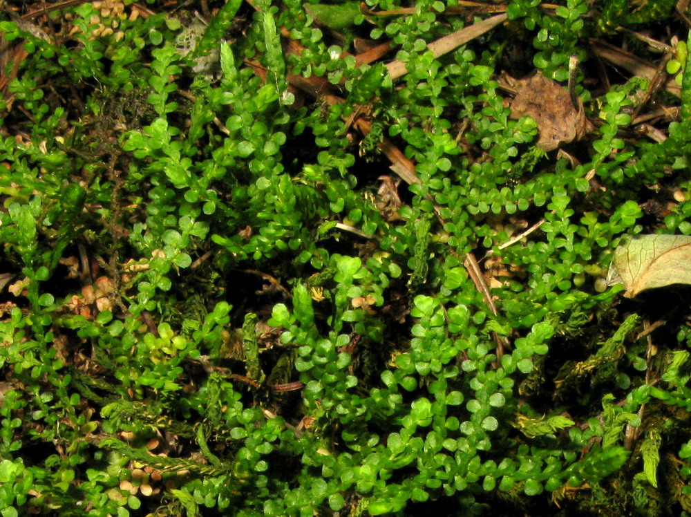 Image of Selaginella sajanensis specimen.