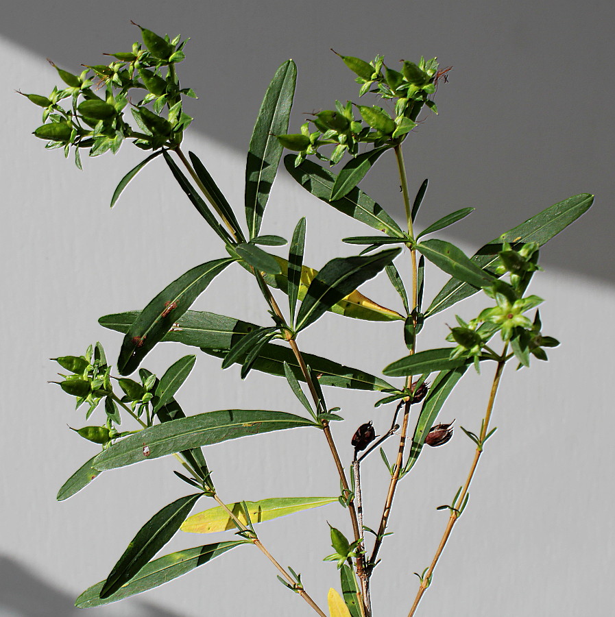 Image of genus Hypericum specimen.