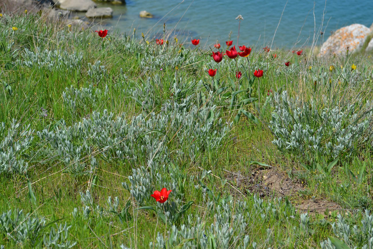 Изображение особи Tulipa suaveolens.