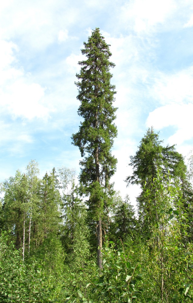 Image of Picea obovata specimen.