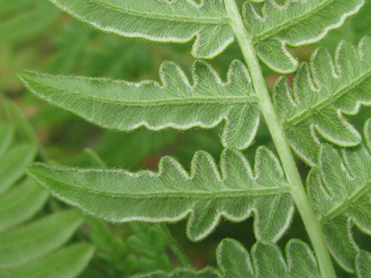 Image of Pteridium pinetorum specimen.