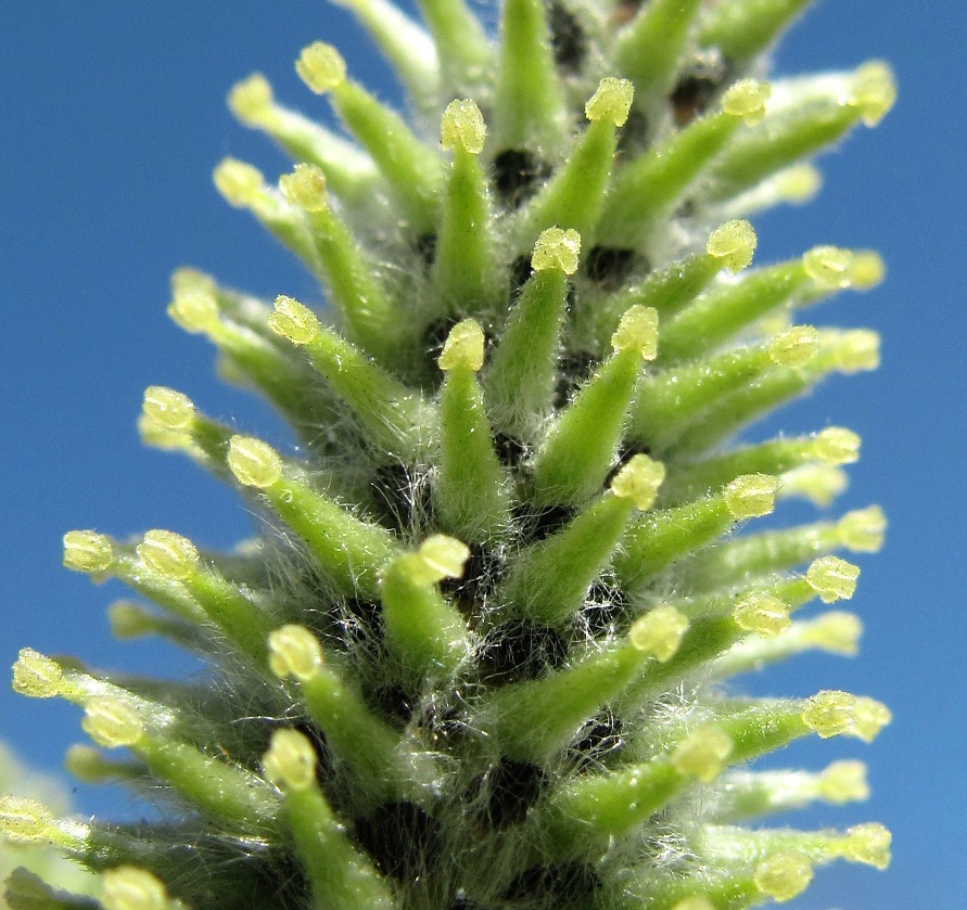 Image of Salix cinerea specimen.