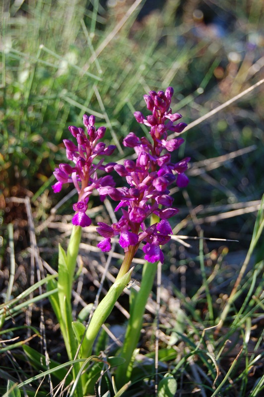 Image of Anacamptis morio ssp. caucasica specimen.