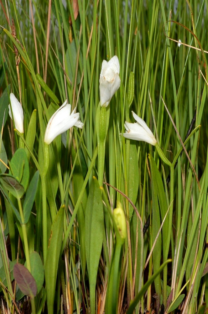 Image of Pogonia japonica specimen.