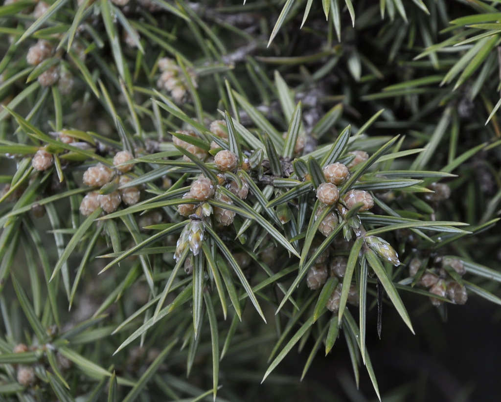 Изображение особи Juniperus deltoides.