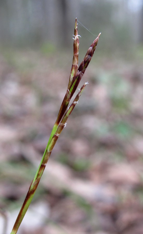 Image of Carex digitata specimen.