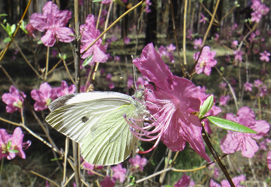 Image of Rhododendron dauricum specimen.