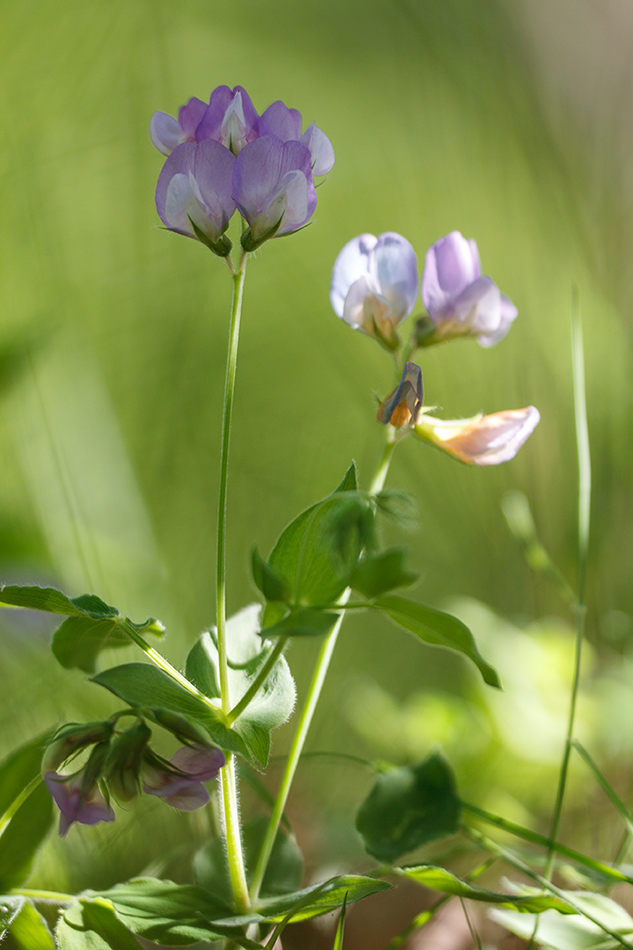 Image of Lathyrus laxiflorus specimen.