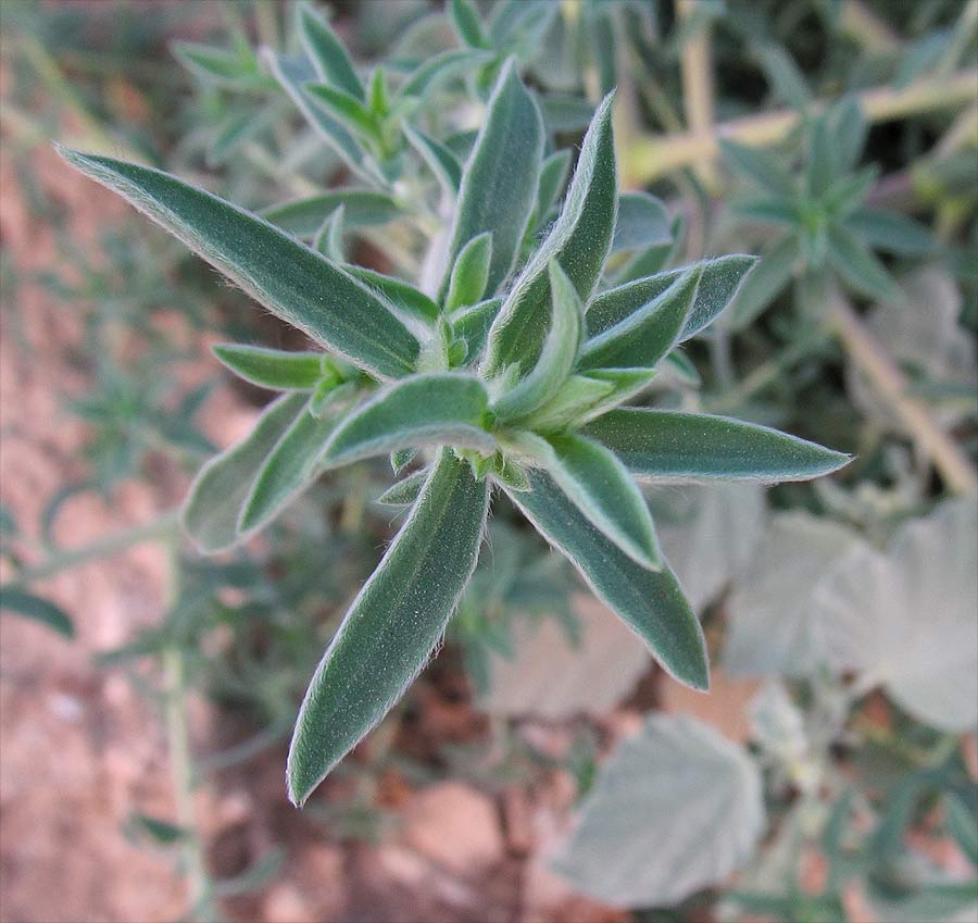 Image of Bassia indica specimen.