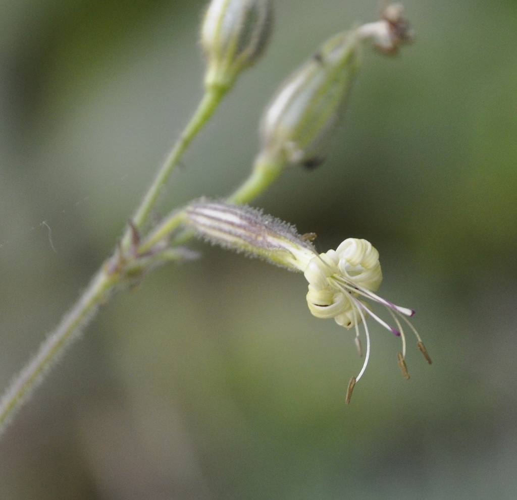 Image of Silene viridiflora specimen.