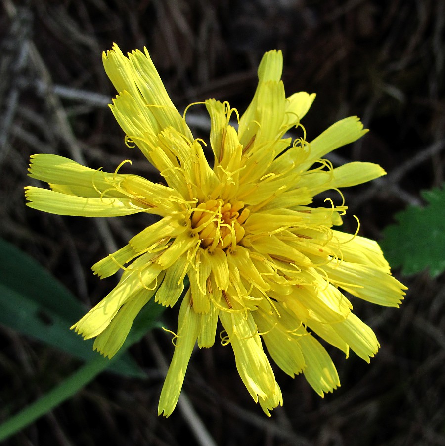 Изображение особи Scorzonera glabra.