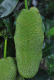 Artocarpus heterophyllus. Соплодие. Таиланд, национальный парк Си Пханг-нга. 19.06.2013.
