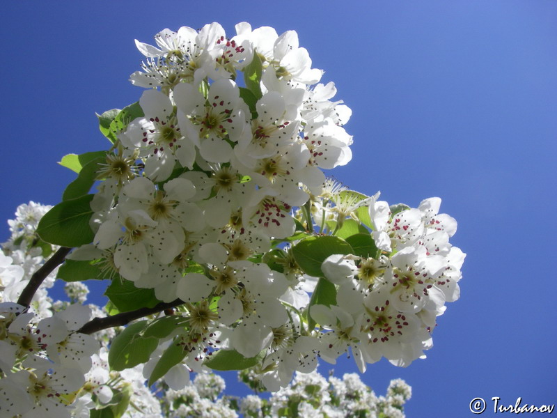 Image of Pyrus elaeagrifolia specimen.