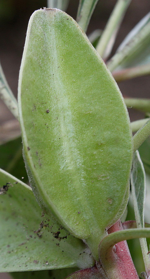 Image of Oenothera macrocarpa specimen.