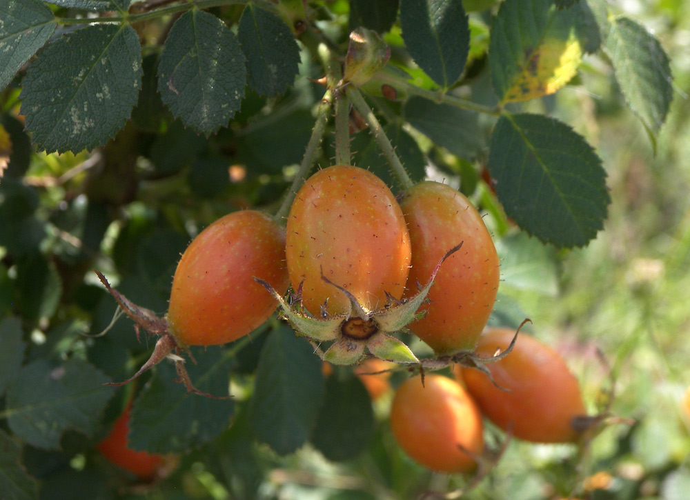 Image of Rosa gallica specimen.