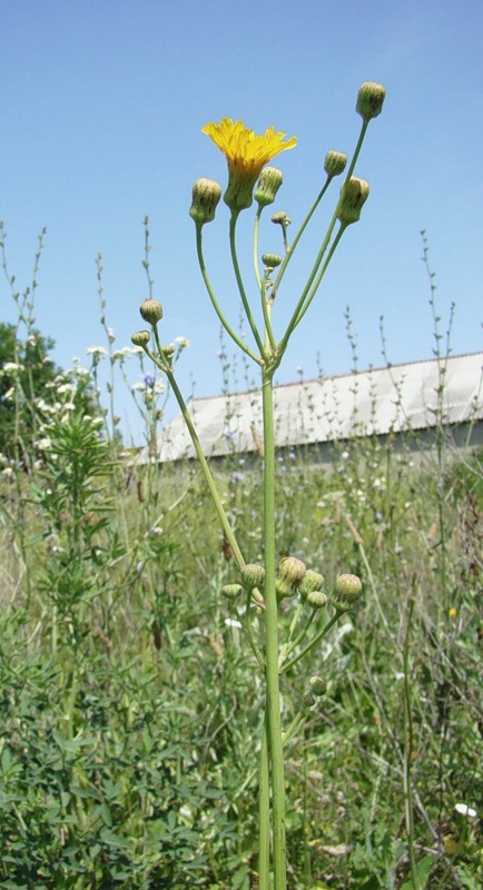 Image of Sonchus arvensis ssp. uliginosus specimen.