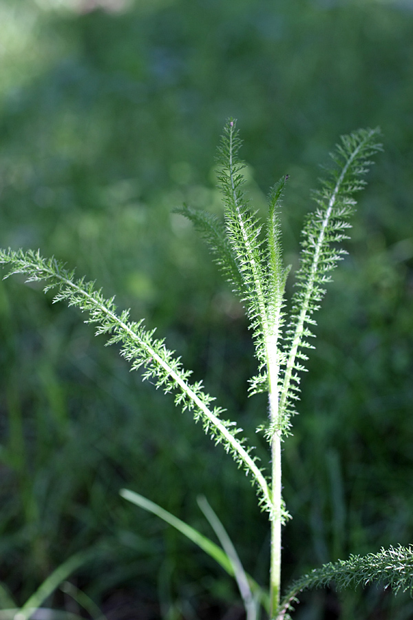 Image of Achillea millefolium specimen.