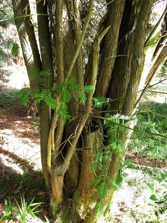 Image of Cephalotaxus harringtonia specimen.