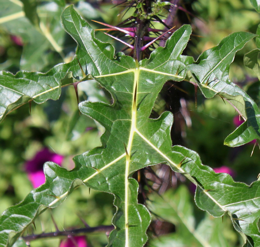 Image of Solanum atropurpureum specimen.