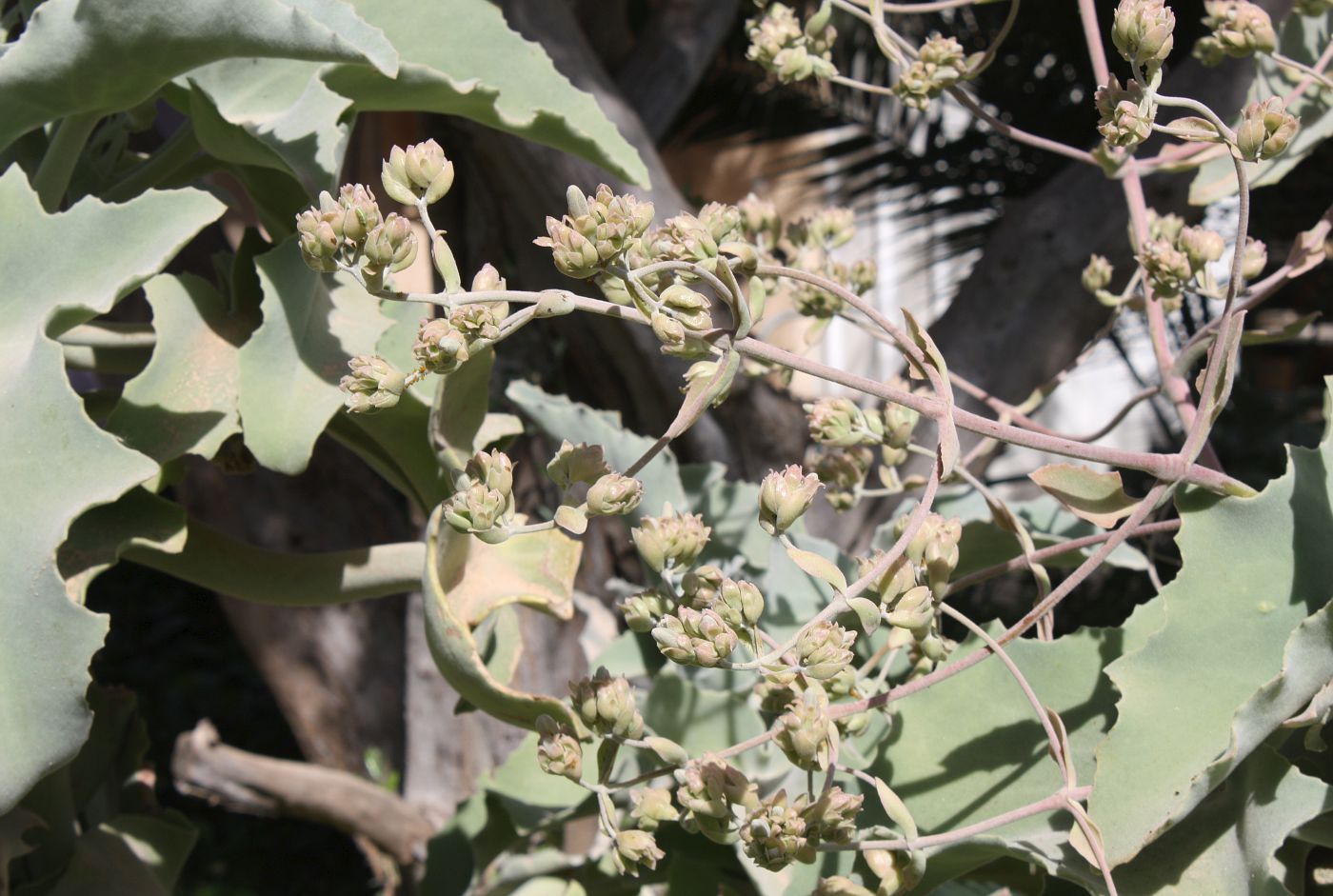 Image of Kalanchoe beharensis specimen.