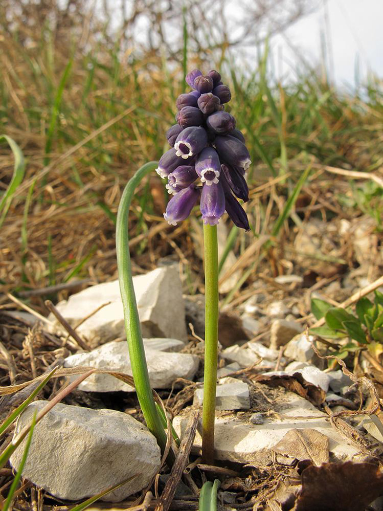 Изображение особи Muscari neglectum.