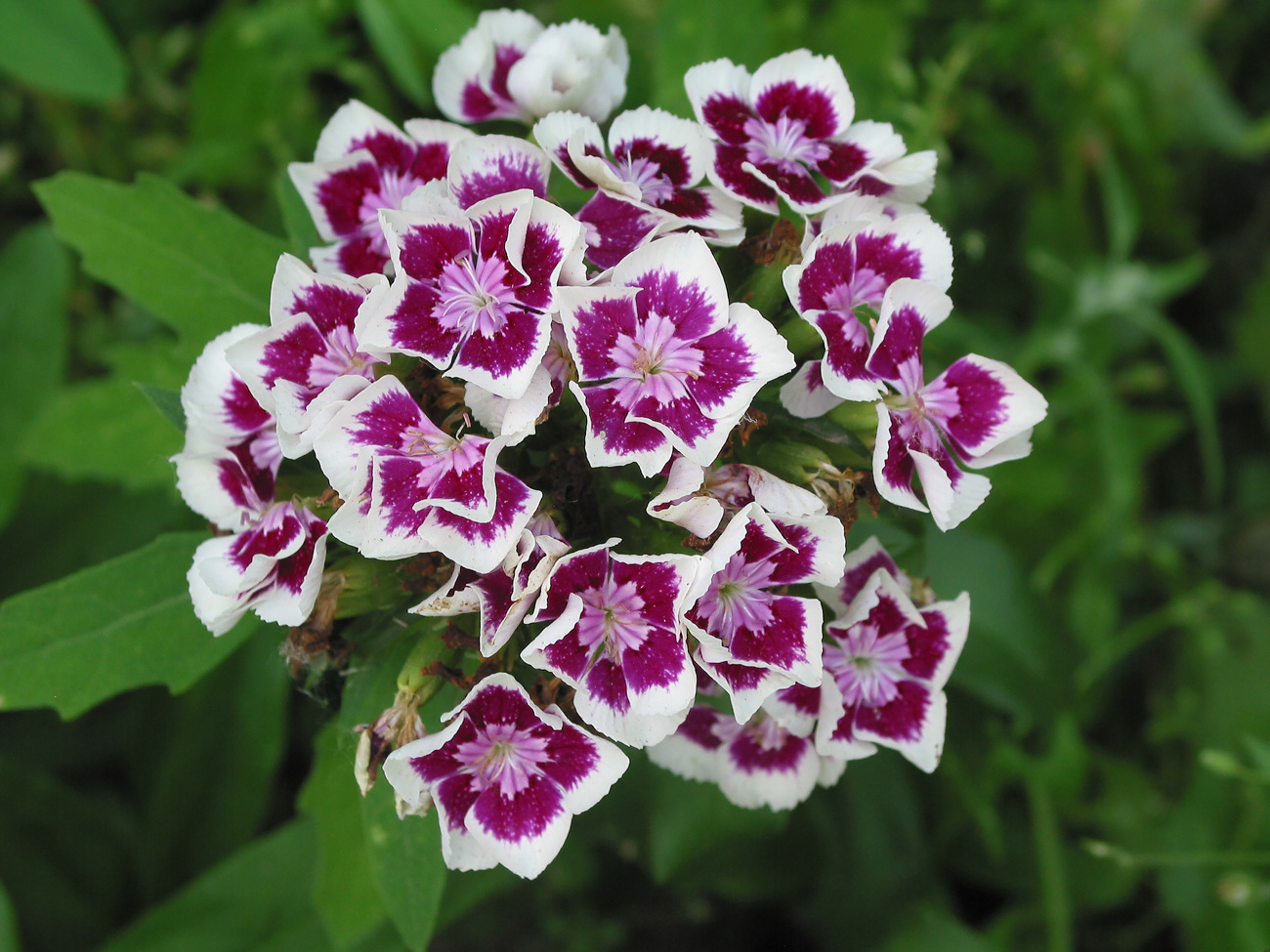 Изображение особи Dianthus barbatus.