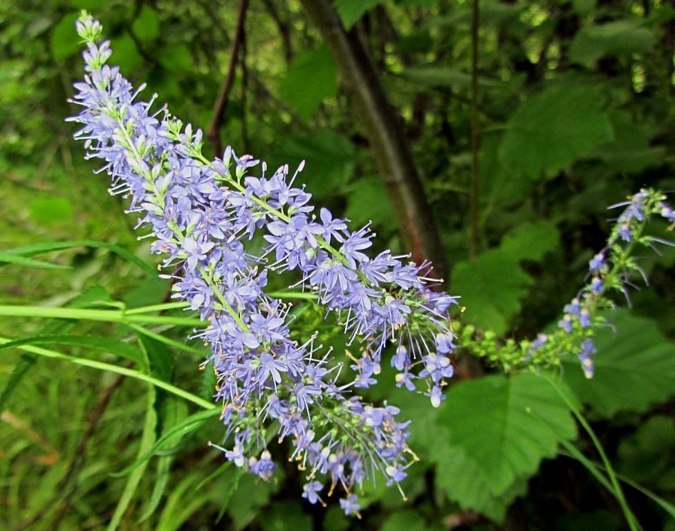 Image of Veronica longifolia specimen.