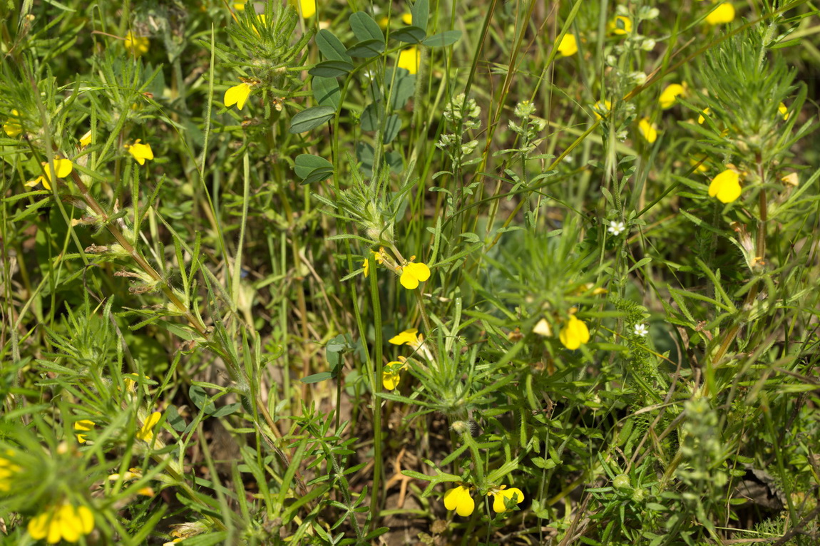 Image of Ajuga glabra specimen.