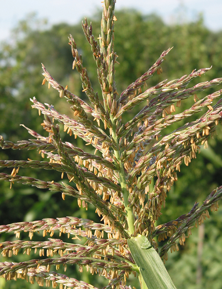 Image of Zea mays specimen.