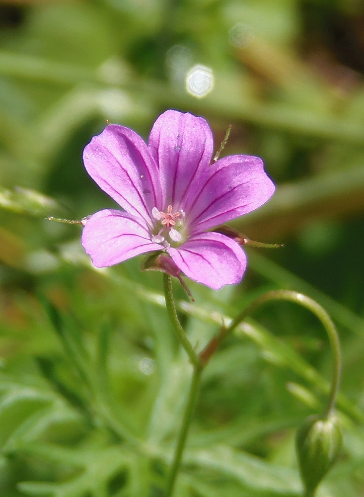 Изображение особи Geranium columbinum.