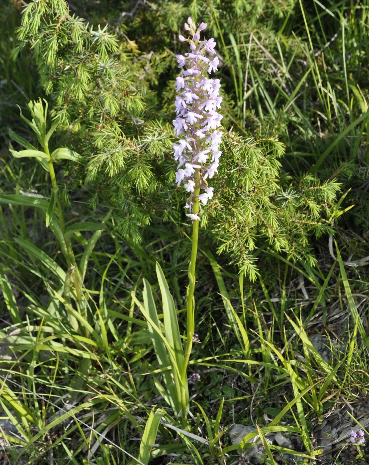 Image of Gymnadenia conopsea specimen.