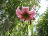View full-size image Lilium pilosiusculum