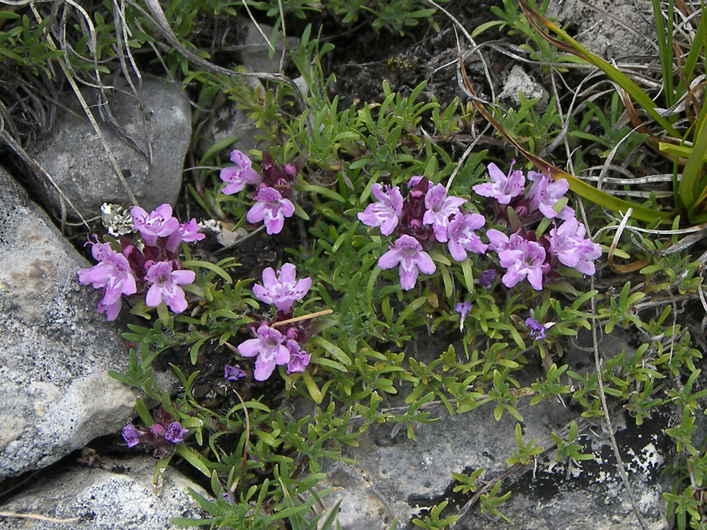 Изображение особи Thymus majkopensis.