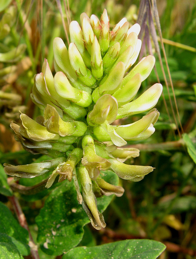 Изображение особи Astragalus glycyphyllos.