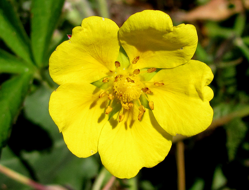 Изображение особи Potentilla reptans.