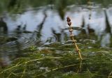 Myriophyllum spicatum