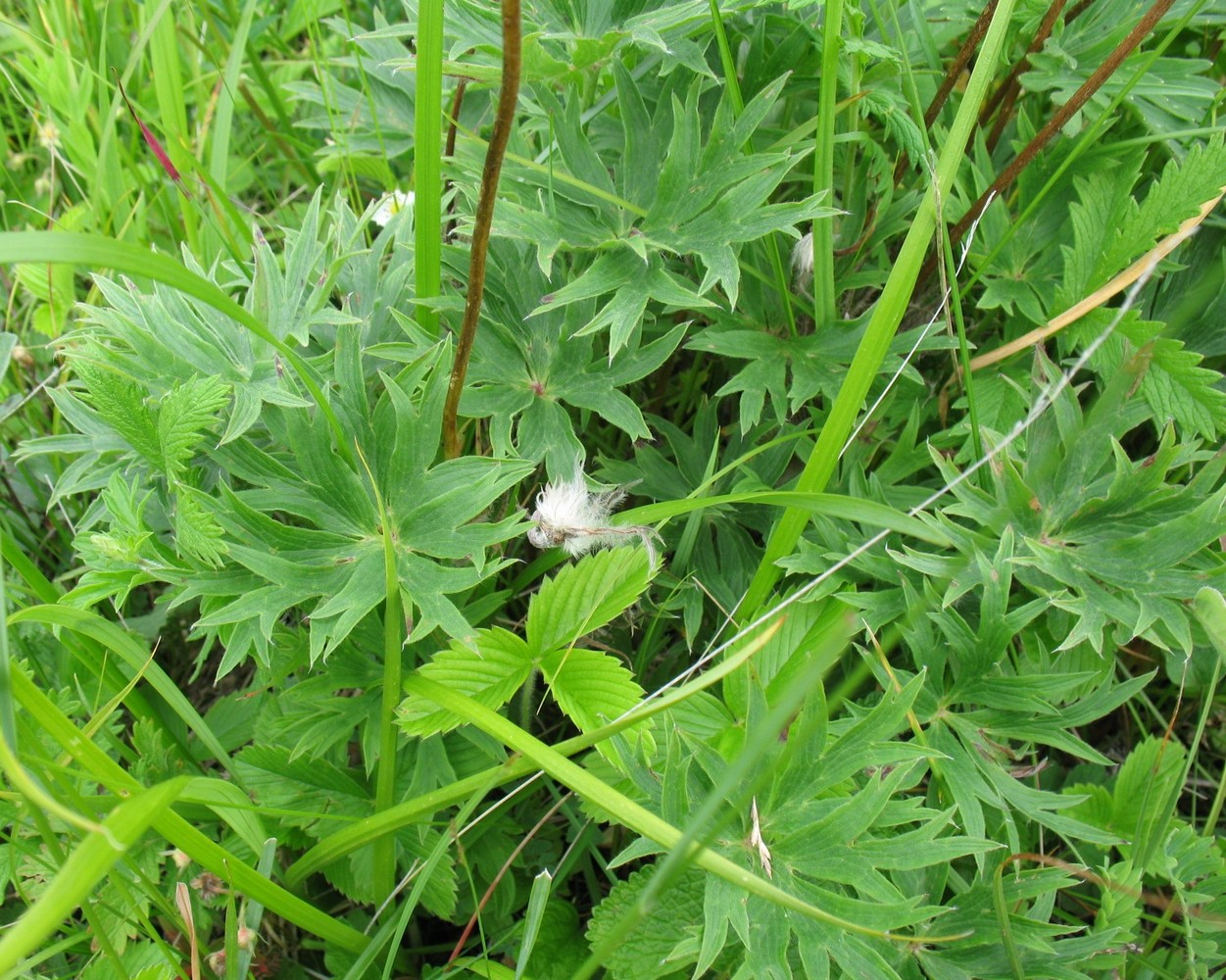 Image of Pulsatilla multifida specimen.