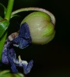 Angelonia angustifolia