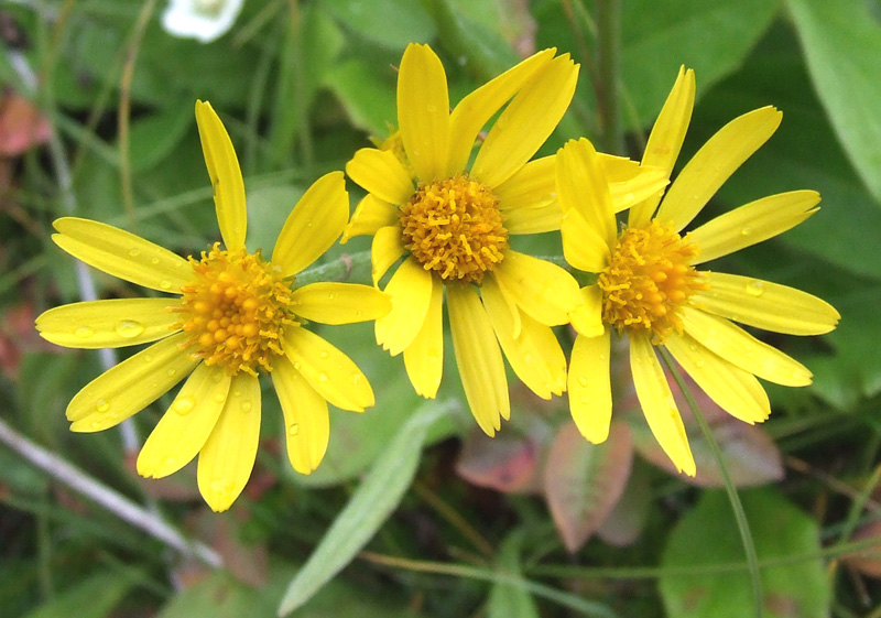 Изображение особи Tephroseris integrifolia.