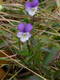 Viola disjuncta. Верхушка цветущего растения. Восточный Казахстан, Катон-Карагайский р-н, Бурхатский перевал, субальпийский луг. 23.08.2009.